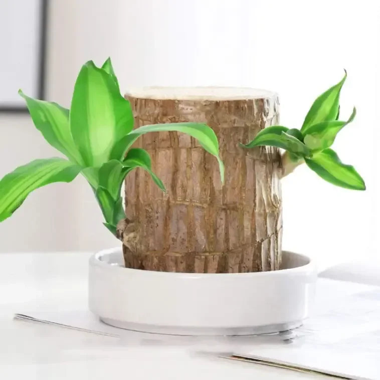 😌Lucky Brazil Wood Potted Plant🍀 Buy 1 Get 1 Free