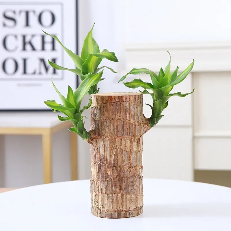 😌Lucky Brazil Wood Potted Plant🍀 Buy 1 Get 1 Free