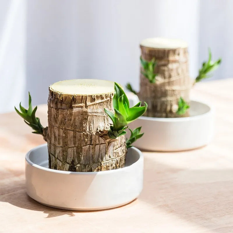 😌Lucky Brazil Wood Potted Plant🍀 Buy 1 Get 1 Free