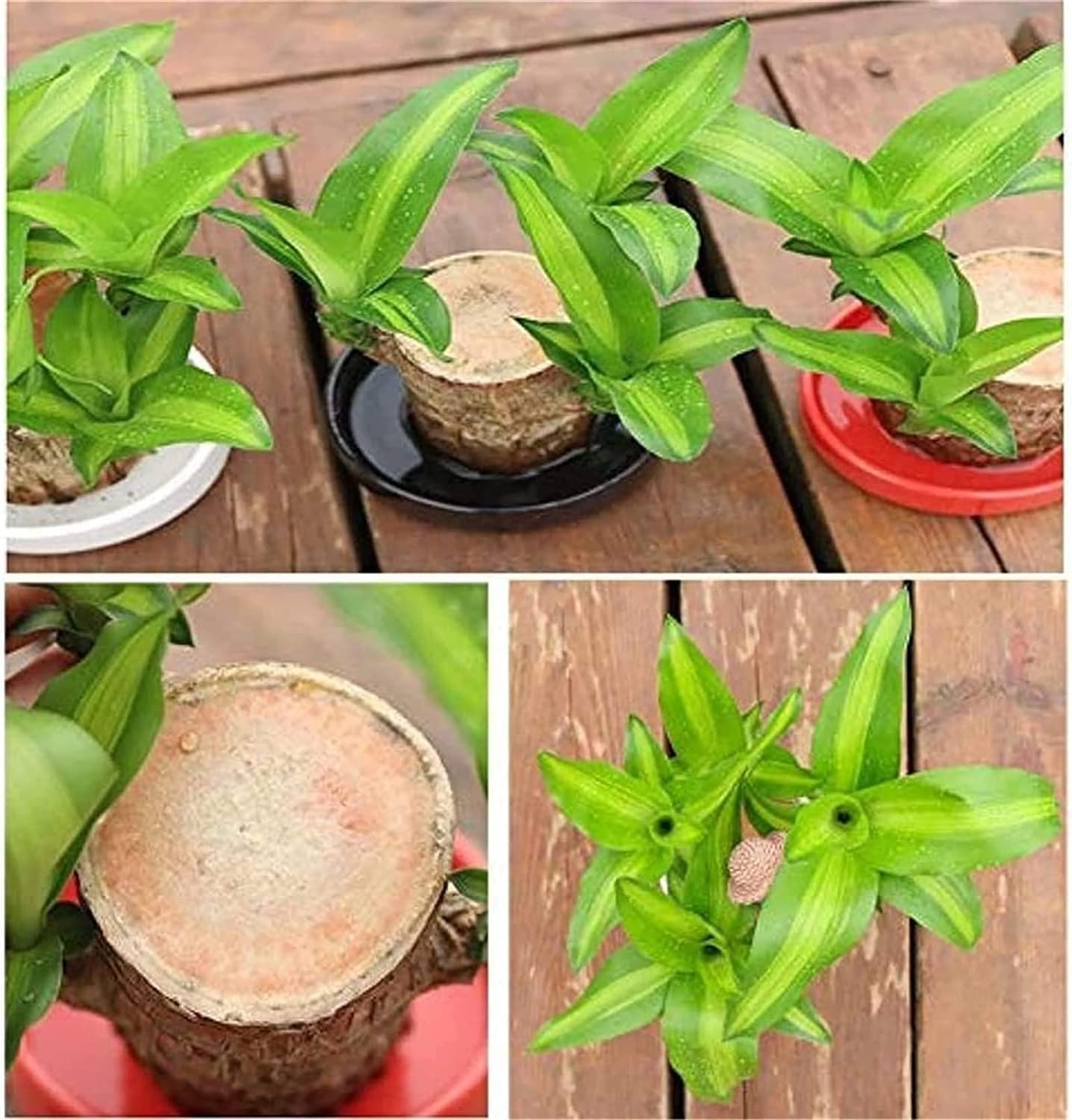 😌Lucky Brazil Wood Potted Plant🍀 Buy 1 Get 1 Free