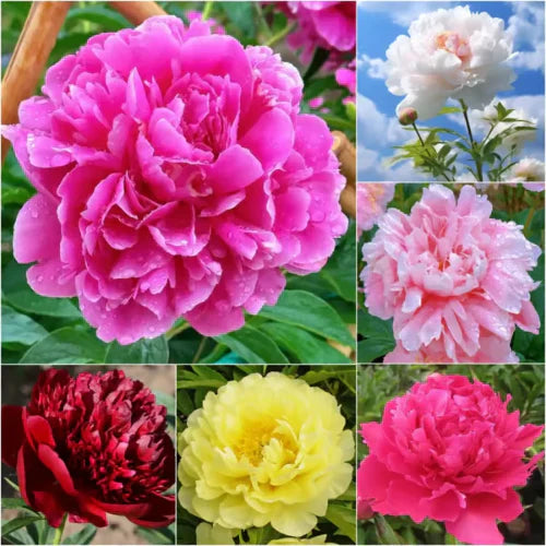 🌸 Premium 100 Flower Seeds Pack + FREE Plant Growth Booster! 🌱