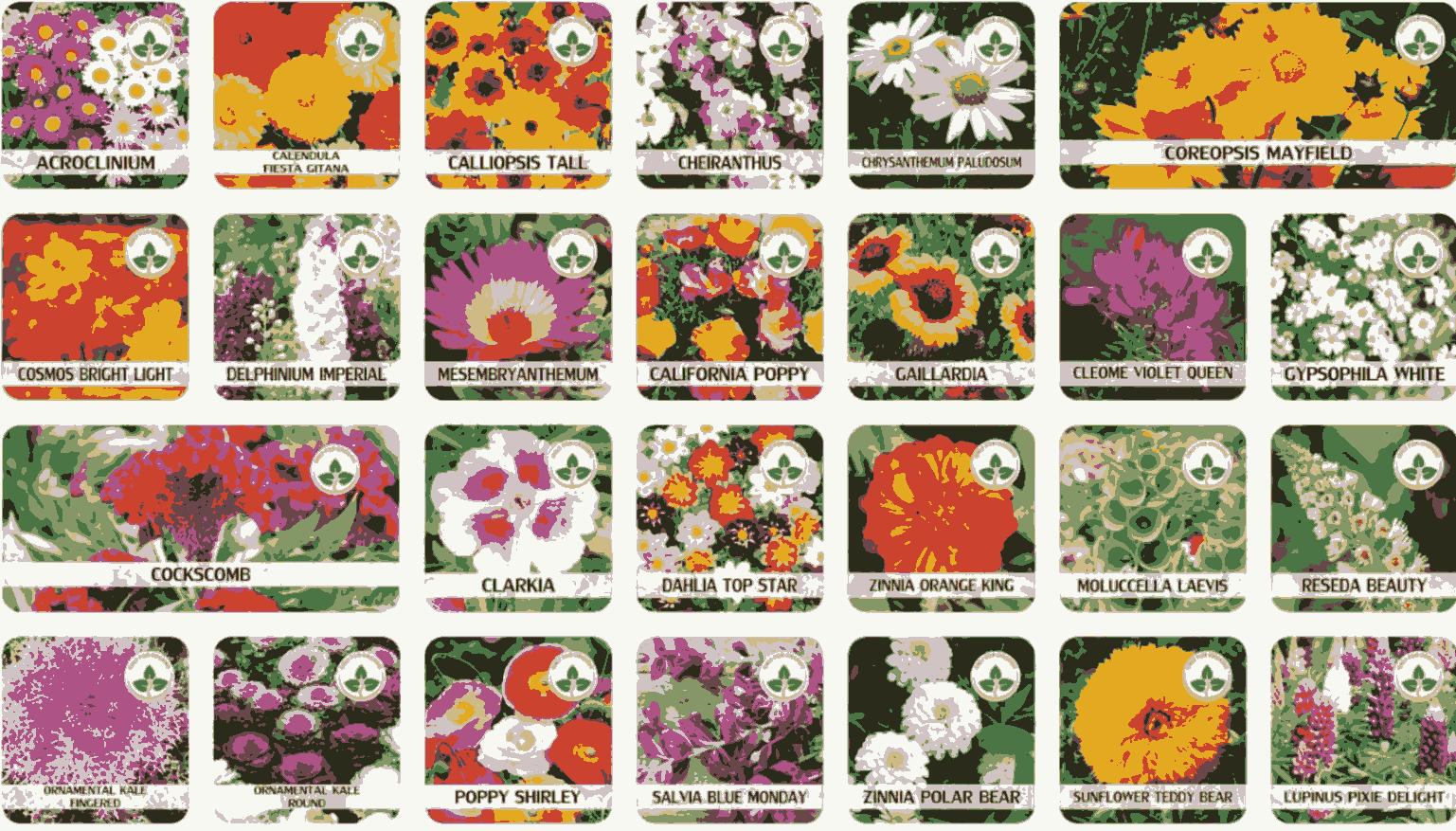 Premium Varieties of Flower Seeds (Pack of 100) And Get Free Plant Growth Supplement