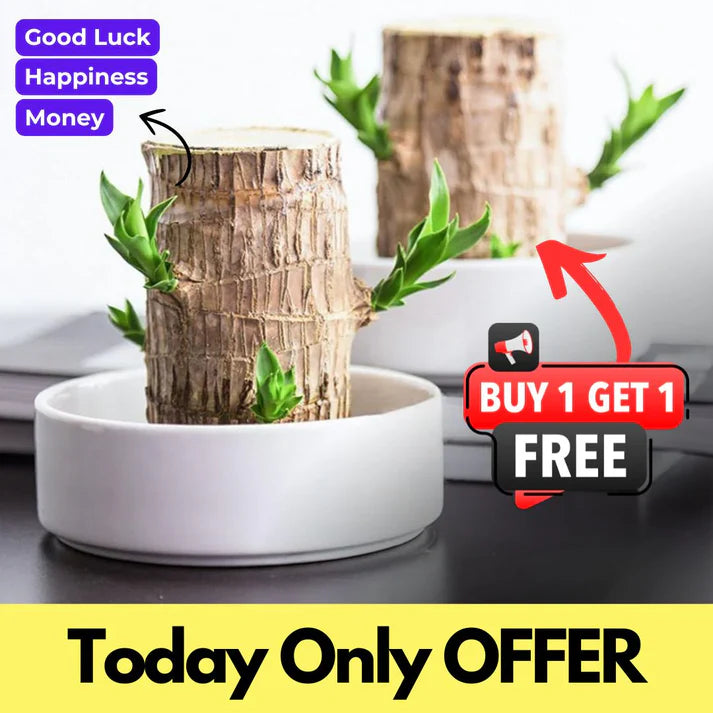 😌Lucky Brazil Wood Potted Plant🍀 Buy 1 Get 1 Free